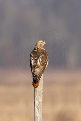 577 red tailed hawk (IMG_9827) February 26, 2023