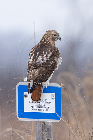 488 red tailed hawk (IMG_8675) February 25, 2023