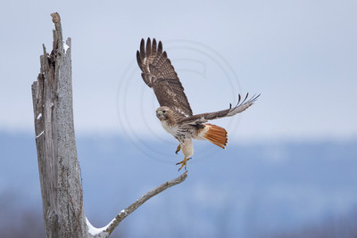 528 red tailed hawk (IMG_9192) February 25, 2023