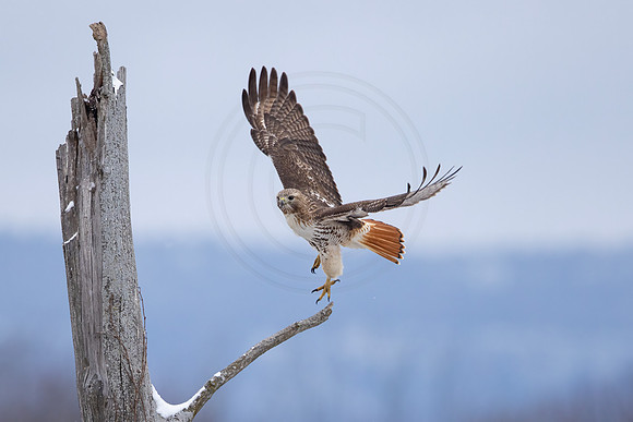 528 red tailed hawk (IMG_9192) February 25, 2023