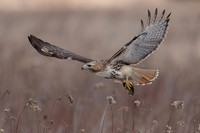 9 red tailed hawk (IMG_0080) March 5, 2023