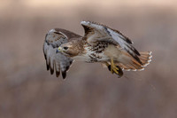 11 red tailed hawk (IMG_0085) March 5, 2023