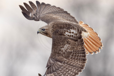 444 red tailed hawk (IMG_8302) February 19, 2023