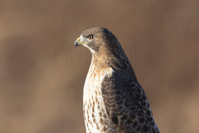 28 red tailed hawk (206A2118) November 27, 2024