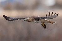 13 red tailed hawk (IMG_0090) March 5, 2023