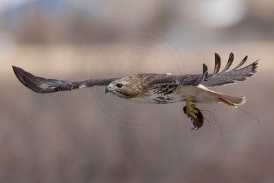 13 red tailed hawk (IMG_0090) March 5, 2023