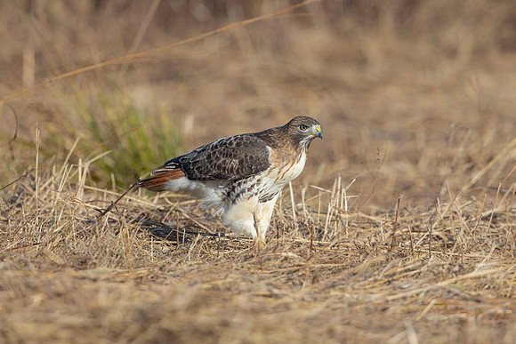 132 red tailed hawk (206A0055) November 26, 2024