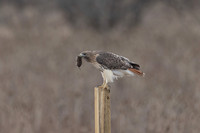 5 red tailed hawk (206A2402) December 18, 2024