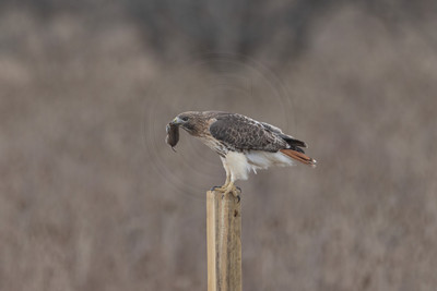 5 red tailed hawk (206A2402) December 18, 2024