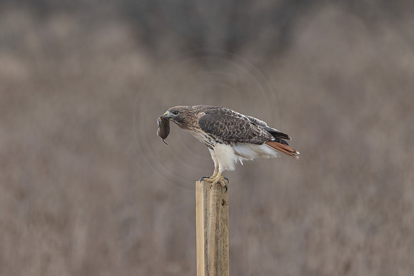 5 red tailed hawk (206A2402) December 18, 2024
