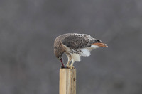 6 red tailed hawk (206A2416) December 18, 2024
