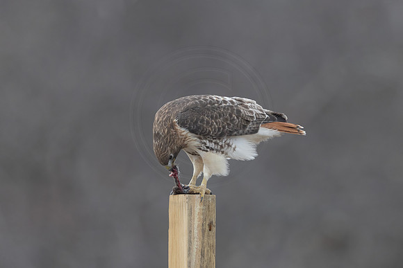 6 red tailed hawk (206A2416) December 18, 2024