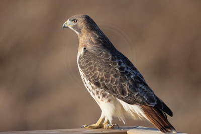 117 red tailed hawk (206A2165) November 27, 2024