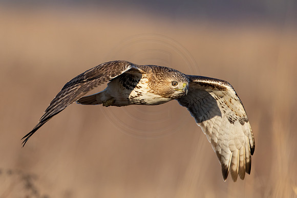606 red tailed hawk (IMG_9971) February 26, 2023