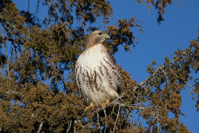 318 red tailed hawk (IMG_7197) February 17, 2023