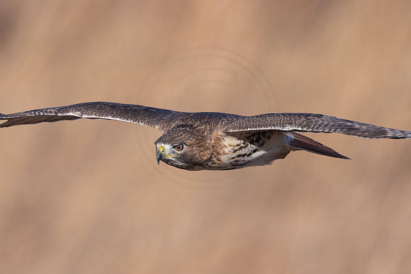 29 red tailed hawk (206A2068) November 27, 2024