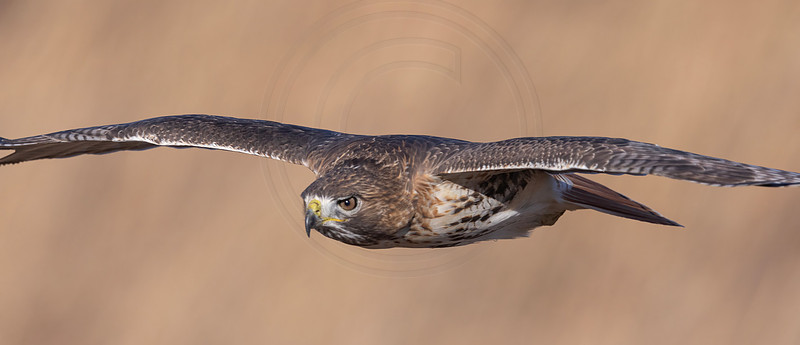 29 red tailed hawk (206A2068) November 27 2024