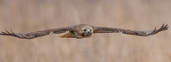 256 red tailed hawk (IMG_6280 February 12, 2023 copy