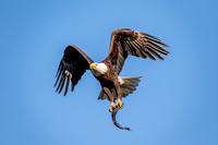 4 Conowingo (624A8766) November 16 2017