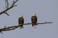 7 bald eagle (C1113535) November 13, 2021