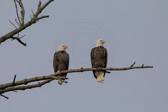 7 bald eagle (C1113535) November 13, 2021