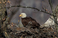 3 female eagle and eaglet (624A0476) April 21, 2018