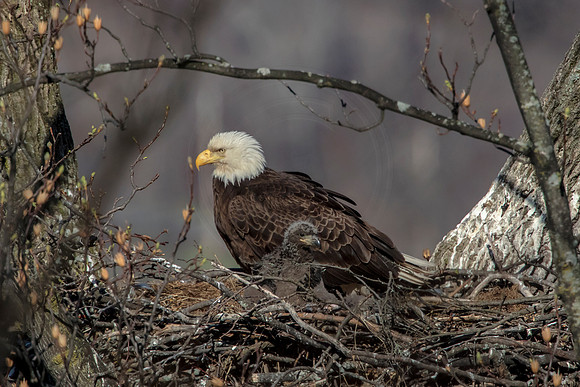 3 female eagle and eaglet (624A0476) April 21, 2018