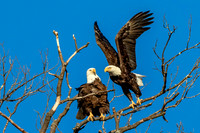 10 eagles at the park (624A3934) February 19, 2017