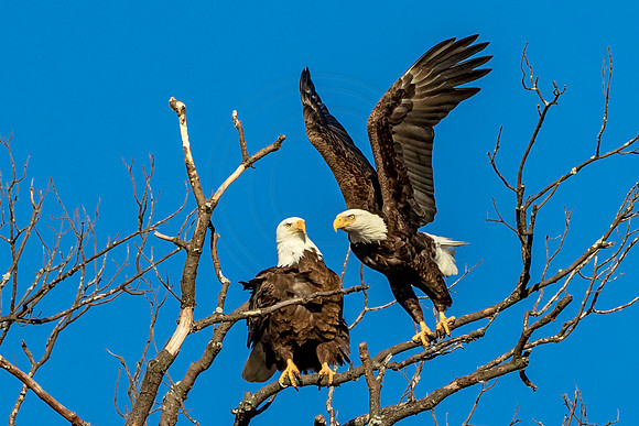 10 eagles at the park (624A3934) February 19, 2017