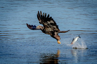 7 Conowingo (624A9543) November 18, 2016