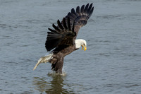 21 bald eagle (C1112385) November 11, 2021