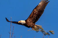 31 eagle (624A9282) March 17, 2017