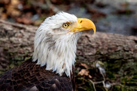 3 bald eagle (624A1134) February 12, 2017