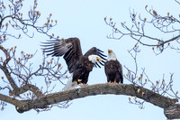 39 eagles (AF3A7839) February 20, 2021