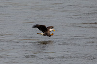 25 bald eagle (C1112398) November 11, 2021