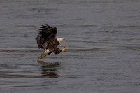 50 conowingo (624A0537) November 21, 2019