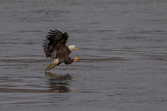 50 conowingo (624A0537) November 21, 2019