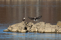 57 bald eagle (C1113228) November 12, 2021
