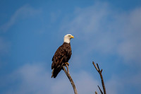 2 bald eagle (624A1084) August 20, 2017