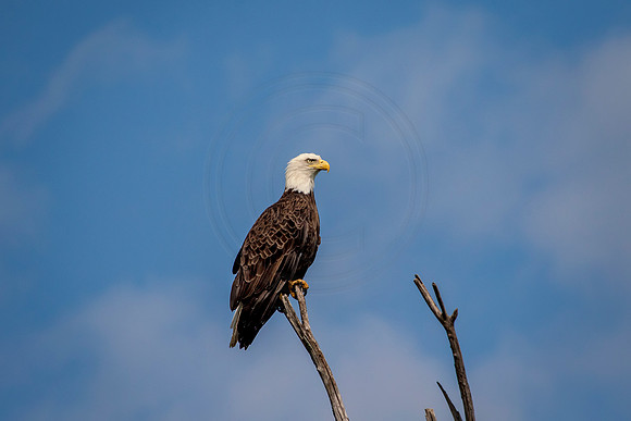 2 bald eagle (624A1084) August 20, 2017