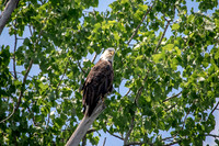 7 bald eagle (624A3897) July 3, 2018