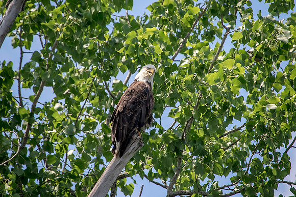 7 bald eagle (624A3897) July 3, 2018