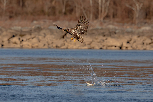 165 conowingo (AF3A0773) November 24, 2019