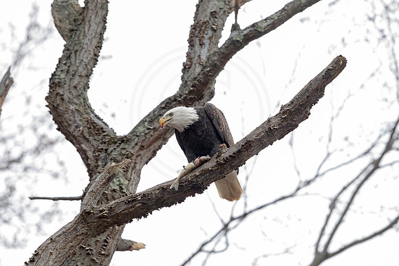 151 conowingo (AF3A0520) November 23, 2019