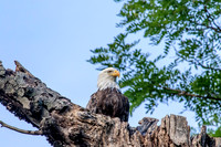 71 mom on dead tree (624A3592) June 25, 2015