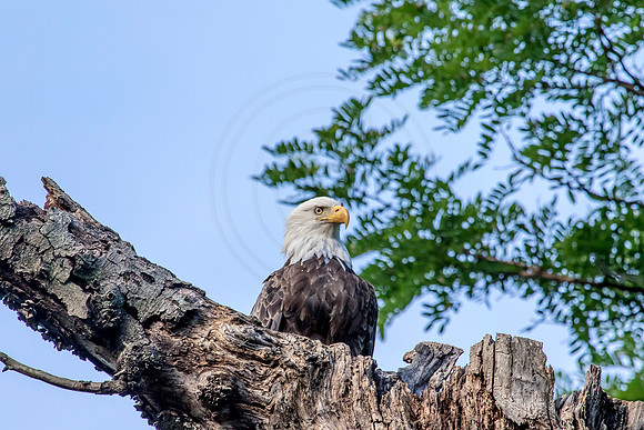 71 mom on dead tree (624A3592) June 25, 2015