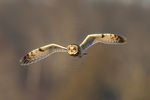 Short-eared owl in flight - Debbie Quick