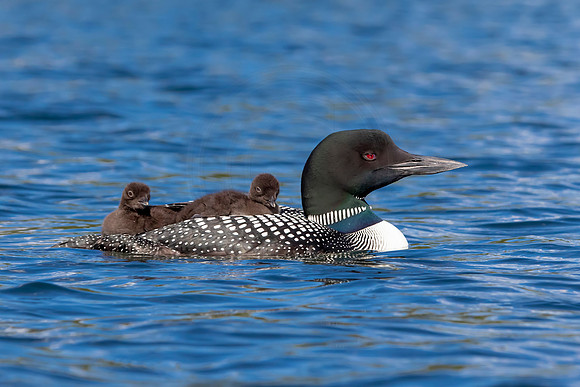 14 loons (IMG_0246) June 20, 2021 copy