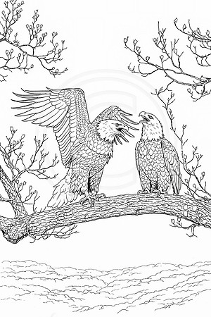 9 bald eagle coloring page