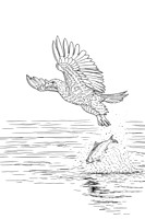 2 bald eagle coloring page